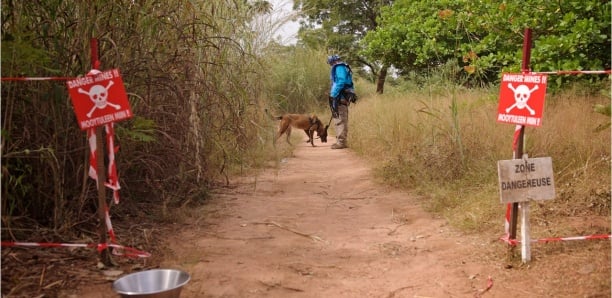 Casamance: Une mine ramassée par un jeune cultivateur