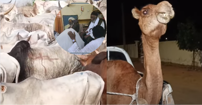 Gamou Ndiassane : Des bœufs et des chameaux offerts au khalife… (video)