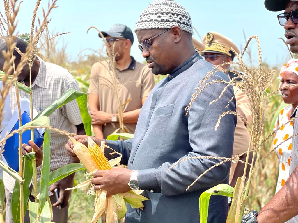 Tournée du ministre de l’Agriculture dans le bassin arachidier : La zone Kaolack à l’honneur