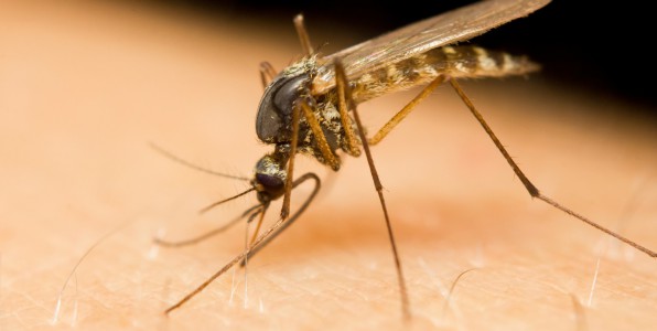 Alerte Dengue à Pikine : 57 cas enregistrés entre août et octobre