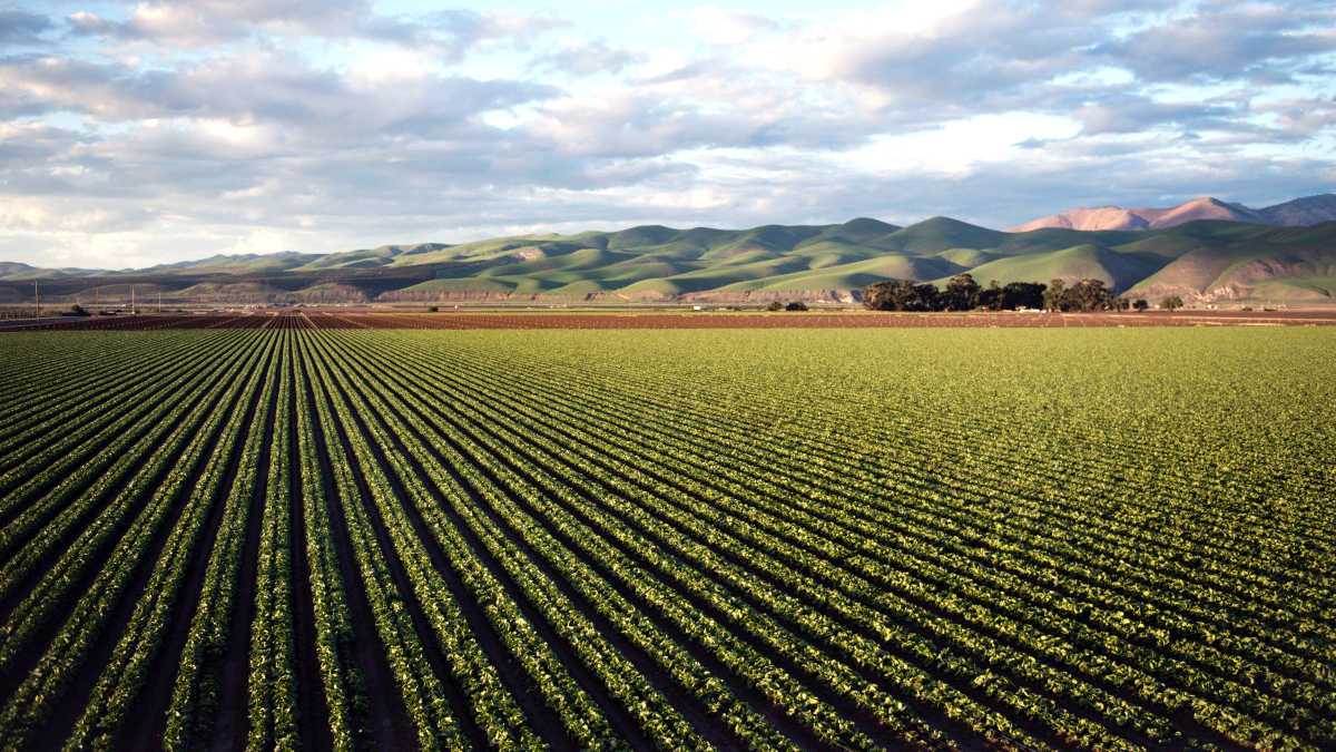 Violents conflits au Soudan: la production céréalière et la sécurité alimentaire en péril