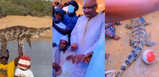 Insolite: Farba Ngom reçoit un crocodile en cadeau à Bokidiawé (vidéo)