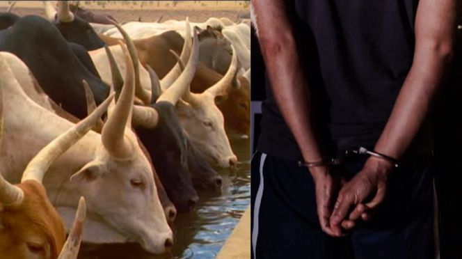 Thiargny: Des malfaiteurs épinglés par la gendarmerie de Dahra-Djolof