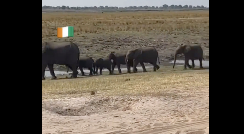 Lions contre Éléphants : Quand l’ambassade des USA en Côte d’Ivoire défie celle du Sénégal (vidéo)