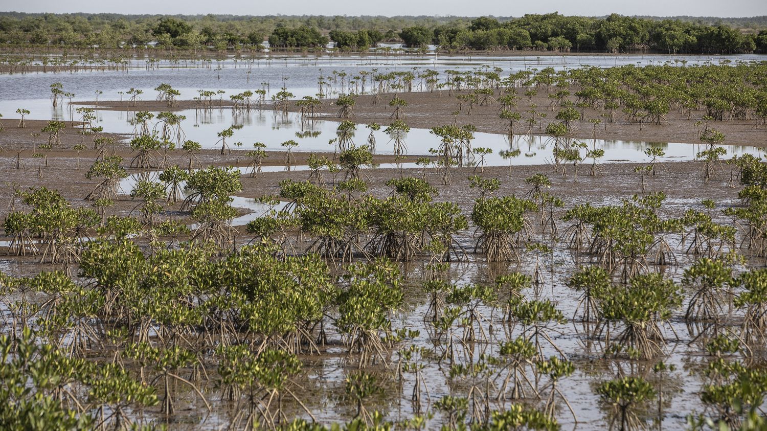 Vision environnementale : Le Sénégal intègre les mangroves dans sa stratégie anti-changement climatique