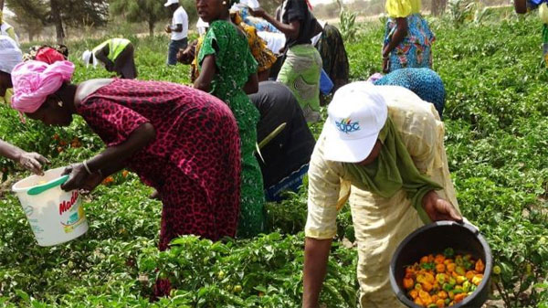 L&rsquo;AJAAC/COLUFIFA au Sénégal se mue en société coopérative pour l&rsquo;autosuffisance alimentaire