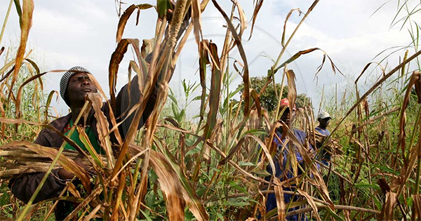 Sénégal : Vers une autonomie alimentaire grâce à une meilleure prise en charge des producteurs de maïs