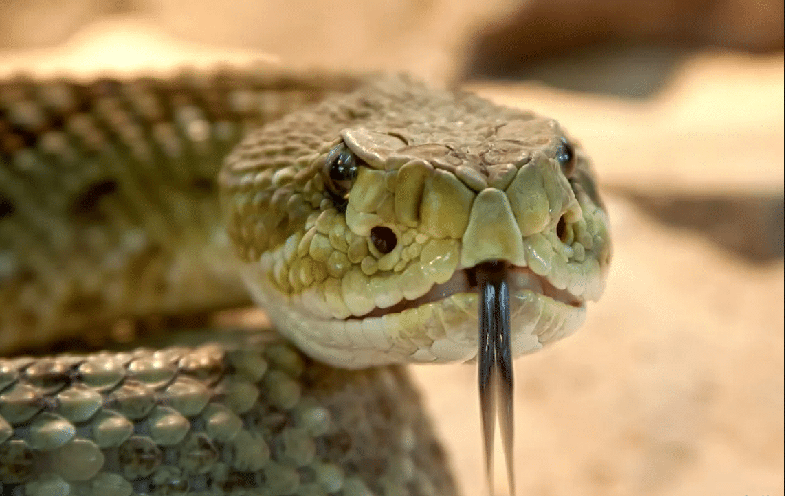 Alerte en Afrique : Migration de serpents venimeux due au changement climatique, des risques accrus pour la santé publique