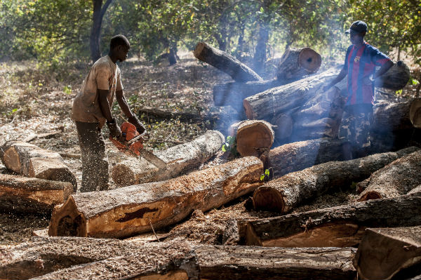 Opération anti-braconnage à Vélingara : Mobilisation contre l’abattage clandestin d’arbres à la frontière sénégalo-gambienne