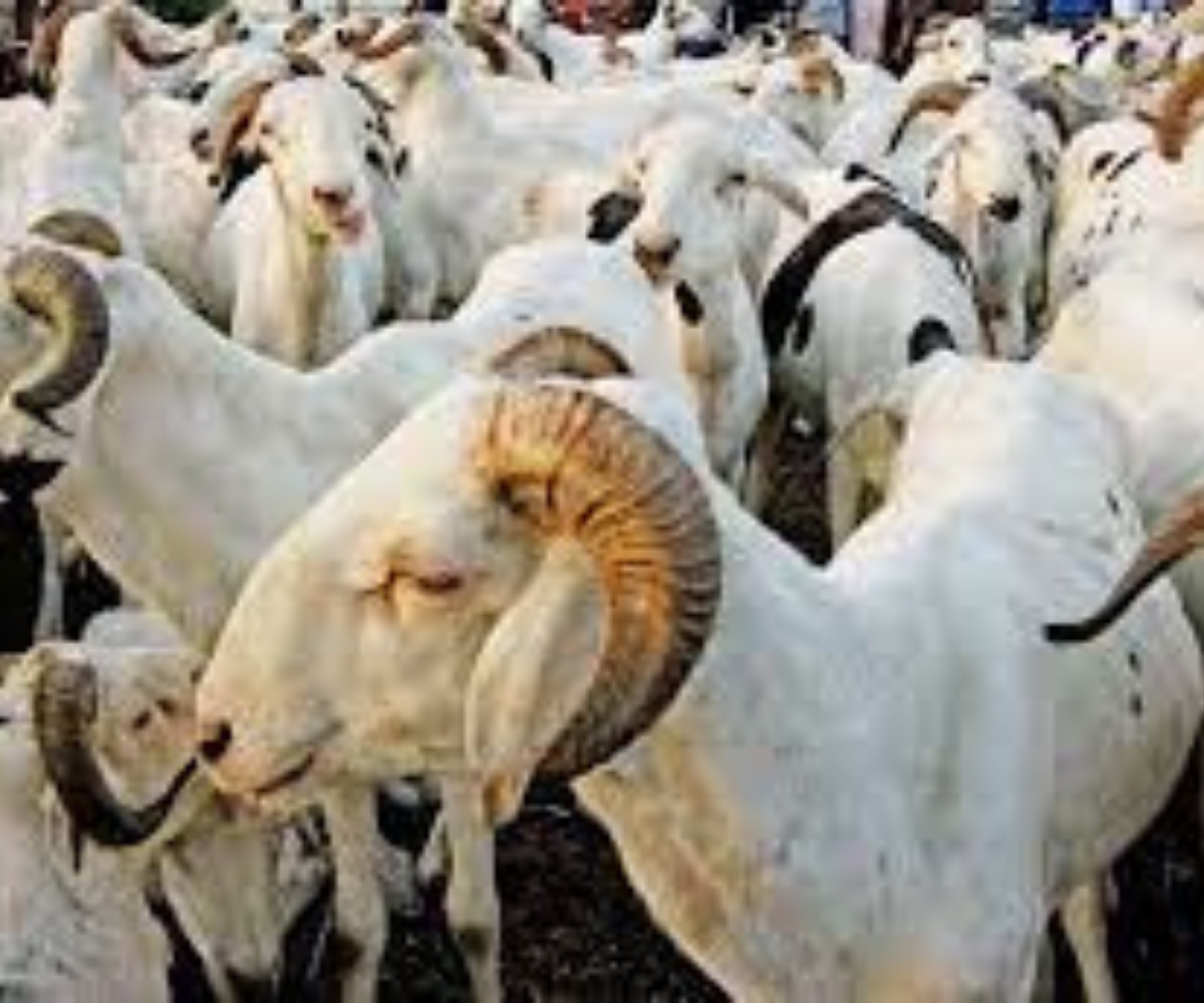 Sénégal : Un plan d’actions adopté à Linguère pour la Tabaski 2023 afin de sécuriser les ventes de moutons