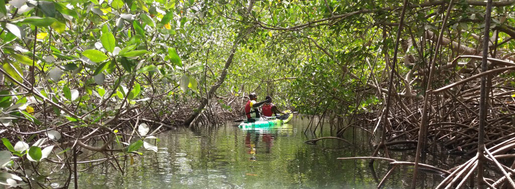 Casamance : Un ressortissant français retrouvé mort enterré dans les mangroves…