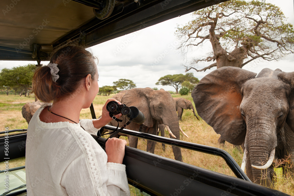 Safari: Une touriste américaine tuée par un éléphant