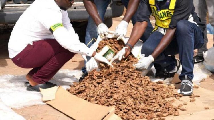 Aéroport Blaise Diagne : Saisie de 20 kg de cocaïne dissimulée dans des sacs de gingembre