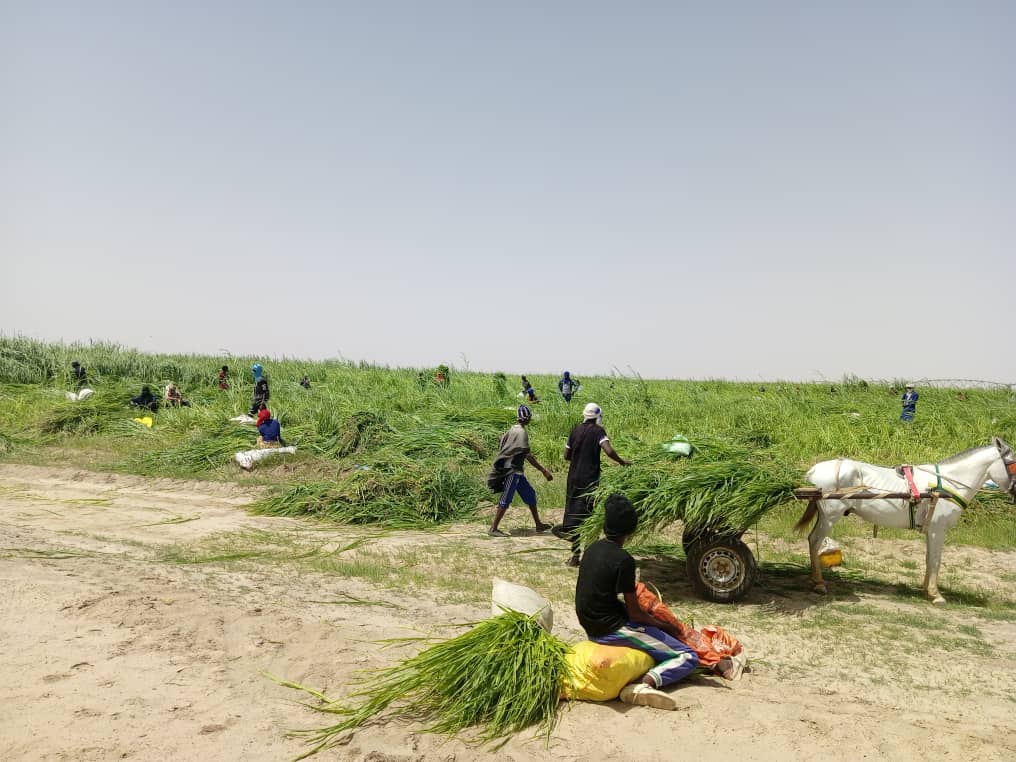 La Société West Africa Farm lance une initiative pour apaiser les tensions entre agriculteurs et éleveurs au Sénégal