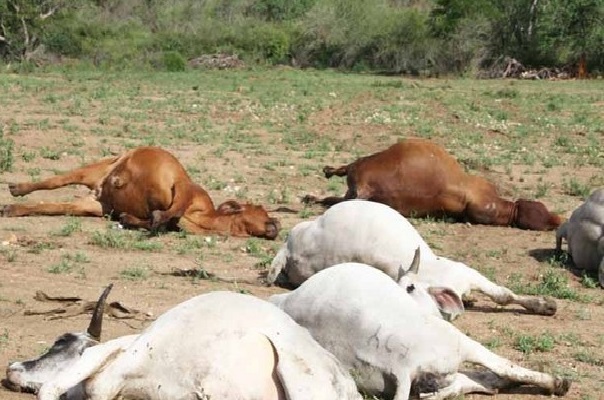 Mort mystérieuse de bétail à Abéné: 22 bœufs périssent