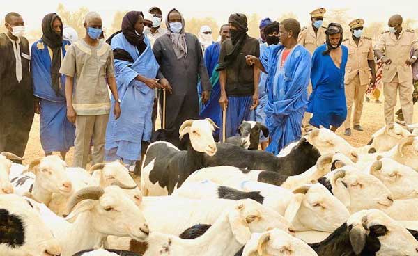 Saint-Louis : Approvisionnement et défis des points de vente de moutons pour la Tabaski