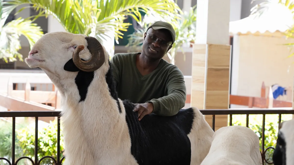 Sénégal : Les Moutons Ladoum de Tabaski, Symbole de Prestige et de Statut Social