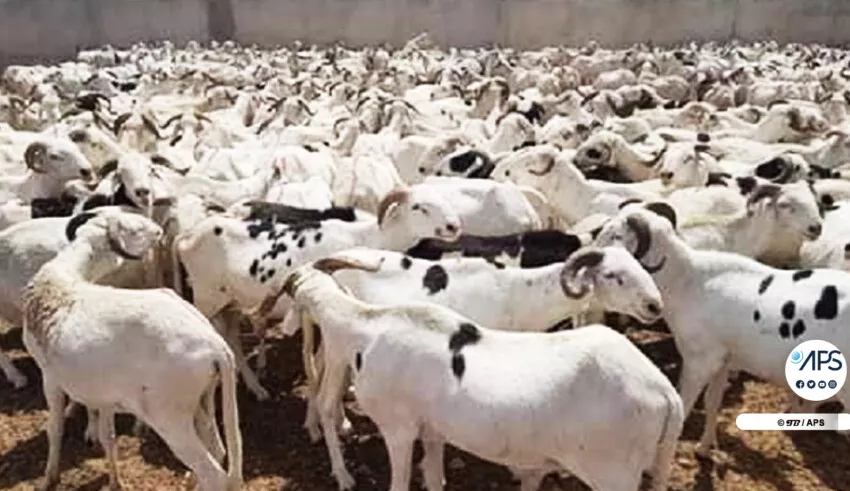 Moutons de tabaski : Un taux d’approvisionnement de 91% à Sédhiou