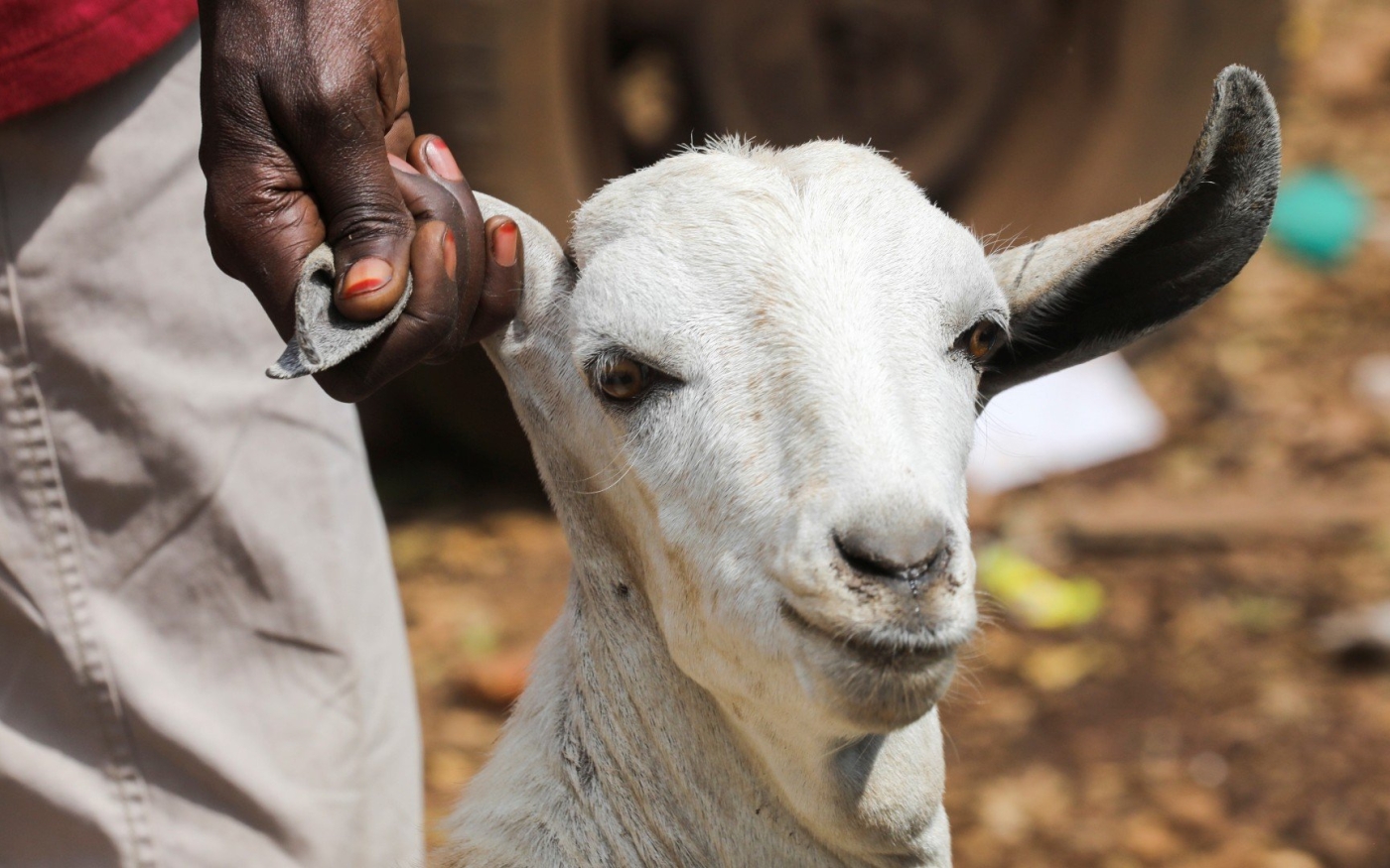 Sacrifier un mouton pendant l’Aïd al-Adha (Tabaski) est-il une obligation ? Ce n’est pas si simple que ça !