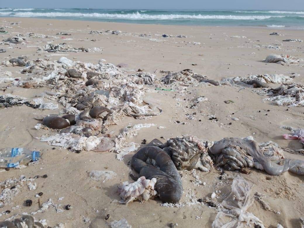 Incivisme à Cambérène: Des déchets jetés à la plage lors de la Tabaski (Arrêt sur images)