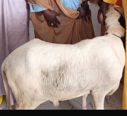 Tabaski : Cheikh Abdou Mbacké Bara Dolly offre un bélier à Imam Cheikh Tidiane Ndao