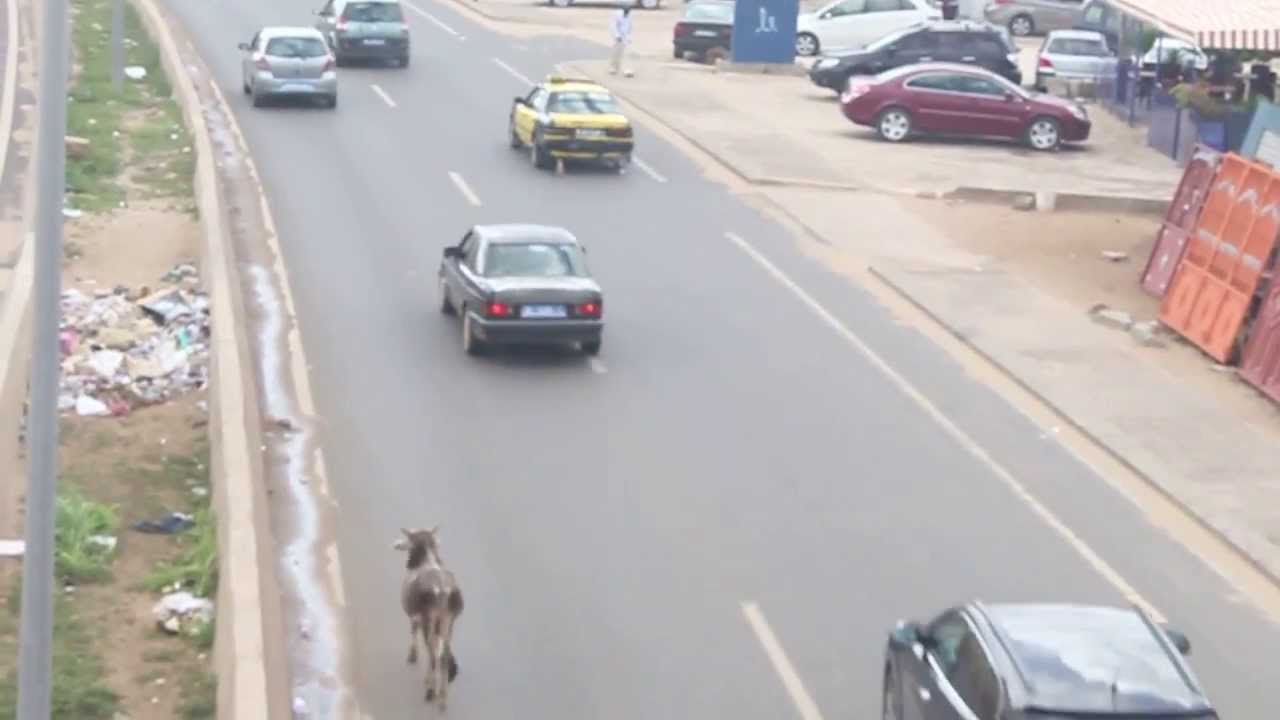 Tragédie à Mlomp : un motard mortellement blessé par la corne d’une vache…