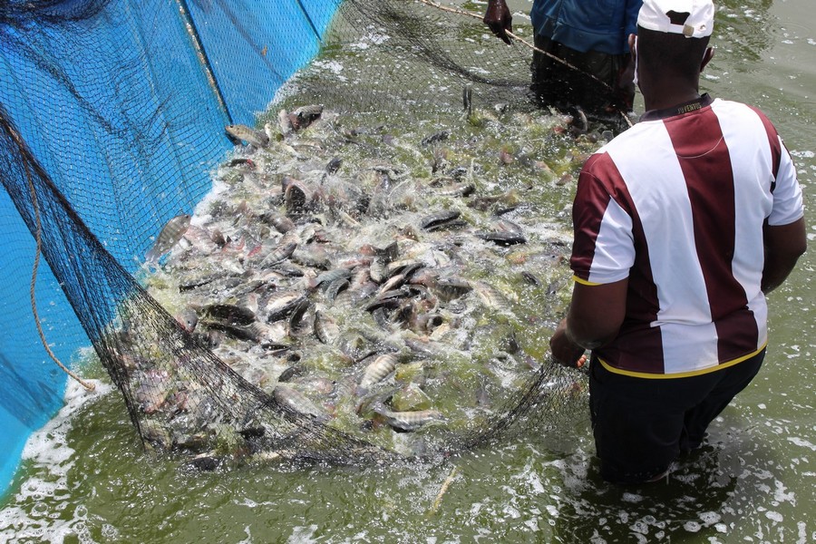 Alerte dans l’Aquaculture à Sédhiou : La Carence d’Intrants Menace un Secteur Prometteur
