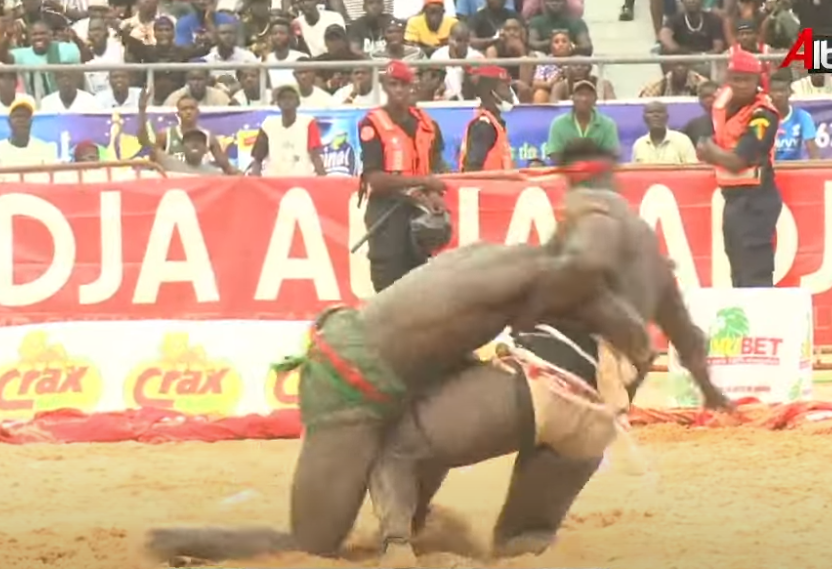 Lutte : Ordinateur bat Mboul avec une chute spectaculaire (Vidéo)