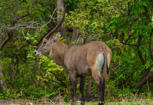 Le Parc National Du Niocolo Koba réhabilité, après 17 années…