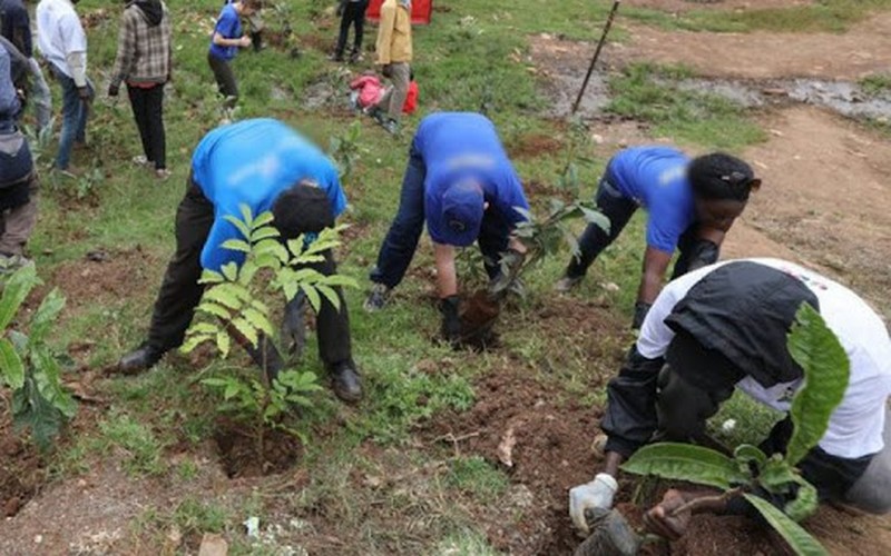 Reboisement Massif : Tambacounda se mobilise pour planter 50 000 arbres d’Août à Octobre