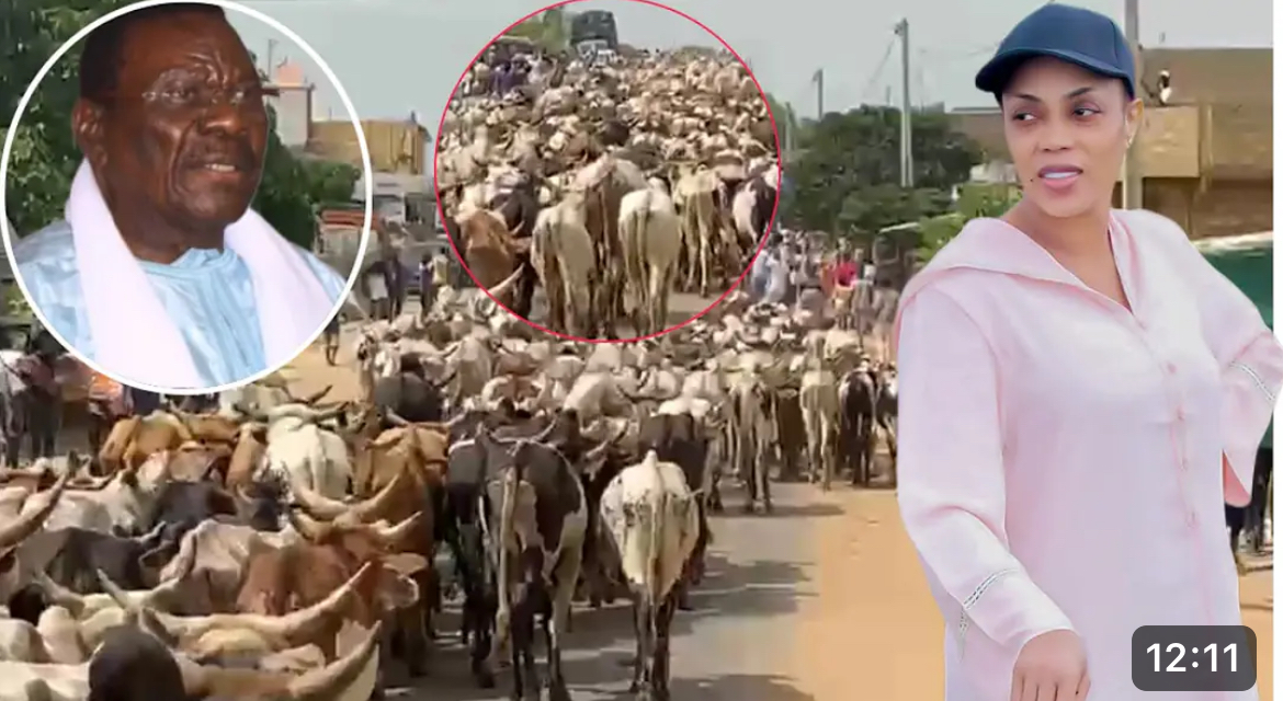 Vidéo : Magal 2024 – L’arrivée impressionnante de 5 000 bœufs par Sokhna Aïda Diallo…