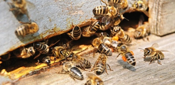 Une attaque d’abeilles  sème la panique à Saint Louis, deux enfants hospitalisés