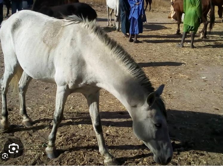 Drame à Fass Mbao: Une fillette de 4ans  tuée par un cheval, sa famille   (vidéo)