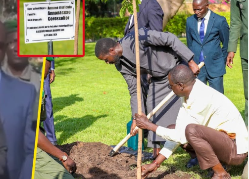 Journée Nationale de l’Arbre : Diomaye Faye présidera la cérémonie officielle à Touba le 4 août