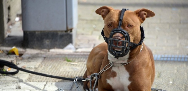 Une jeune mère de 34 ans tuée par son propre chien