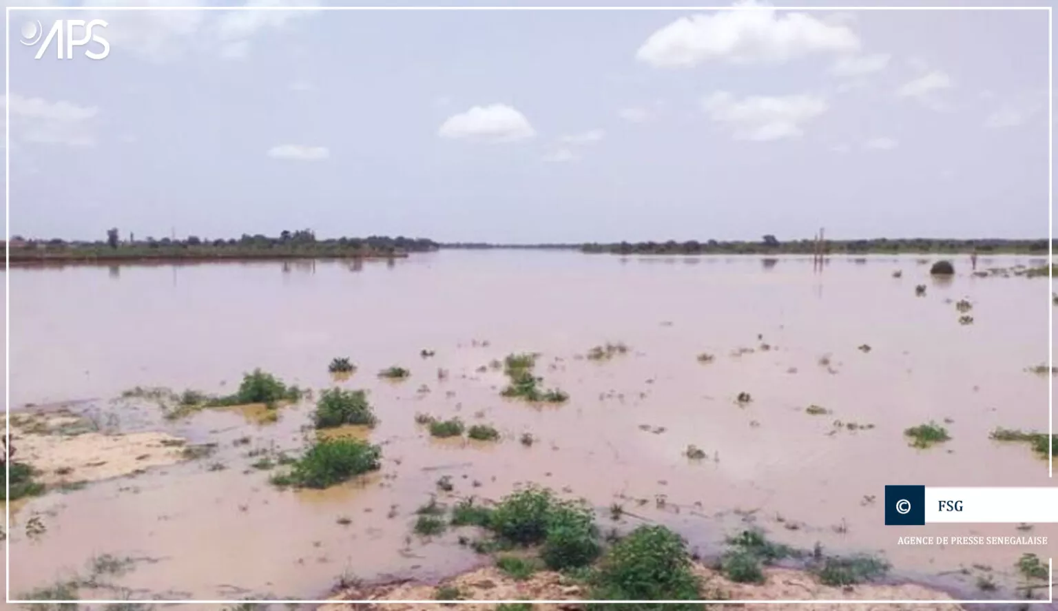 Catastrophe agricole : le fleuve Sénégal engloutit des hectares de riz