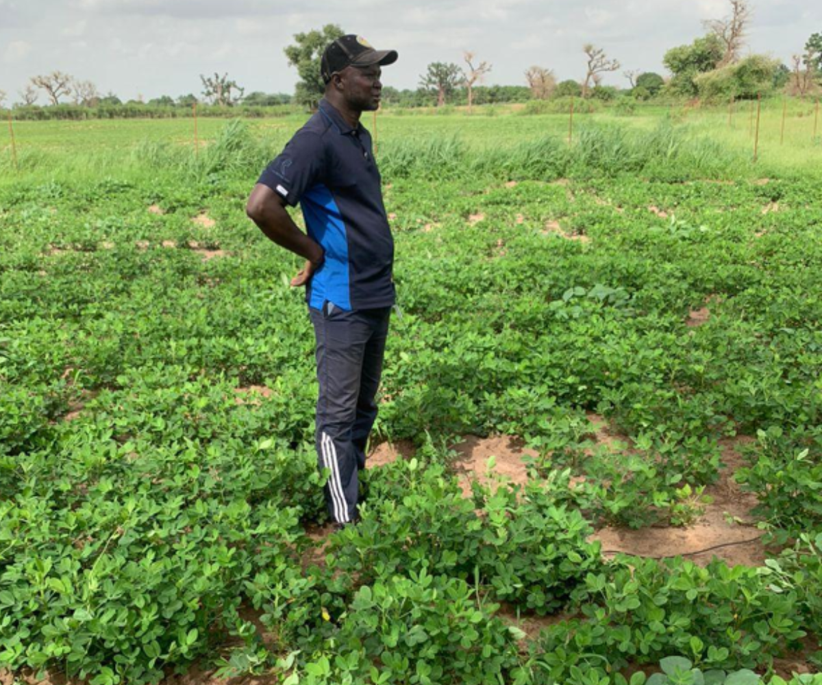 Des rendements agricoles prometteurs à Mbour grâce à des conditions favorables…