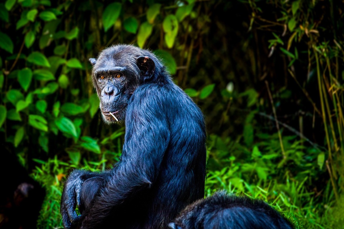 Guinée : Des tensions éclatent autour d’un centre de recherche après une attaque mortelle par un chimpanzé