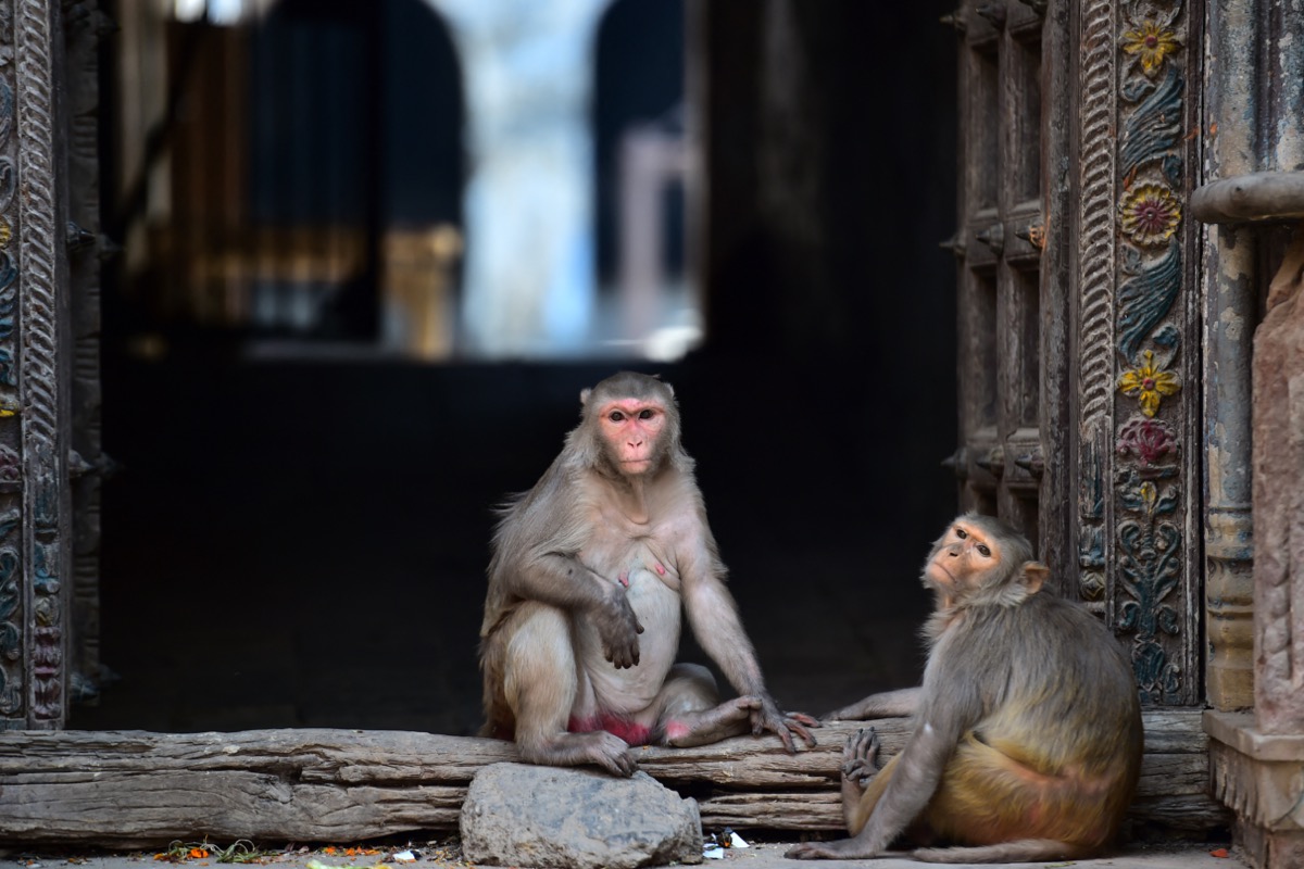 Inde : Des Singes Héroïques Sauvent une Fillette d’une Tentative de Viol à Meerut