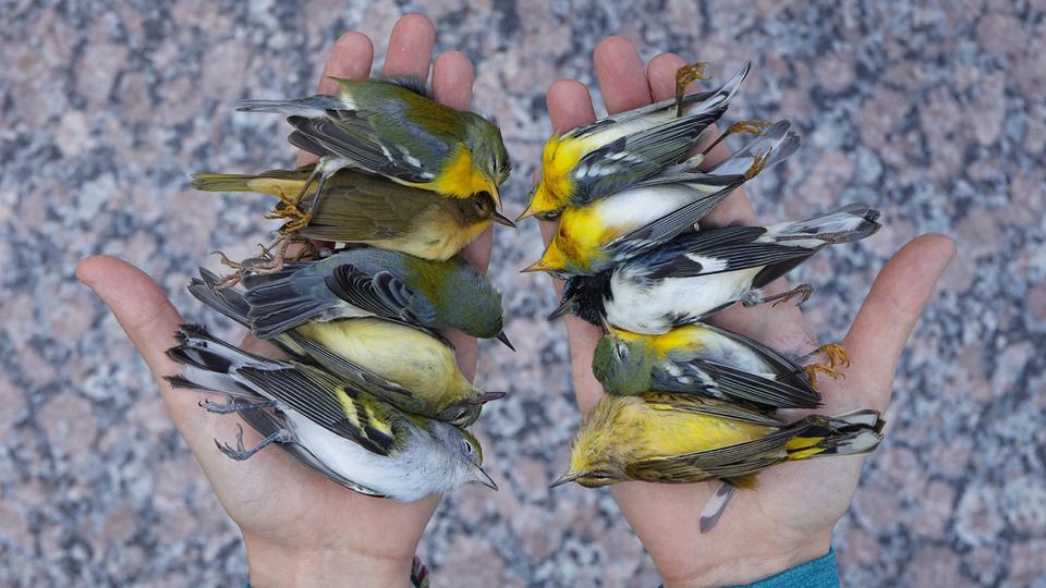 Les États-Unis et l’Italie : Récompenses pour la photographie animalière