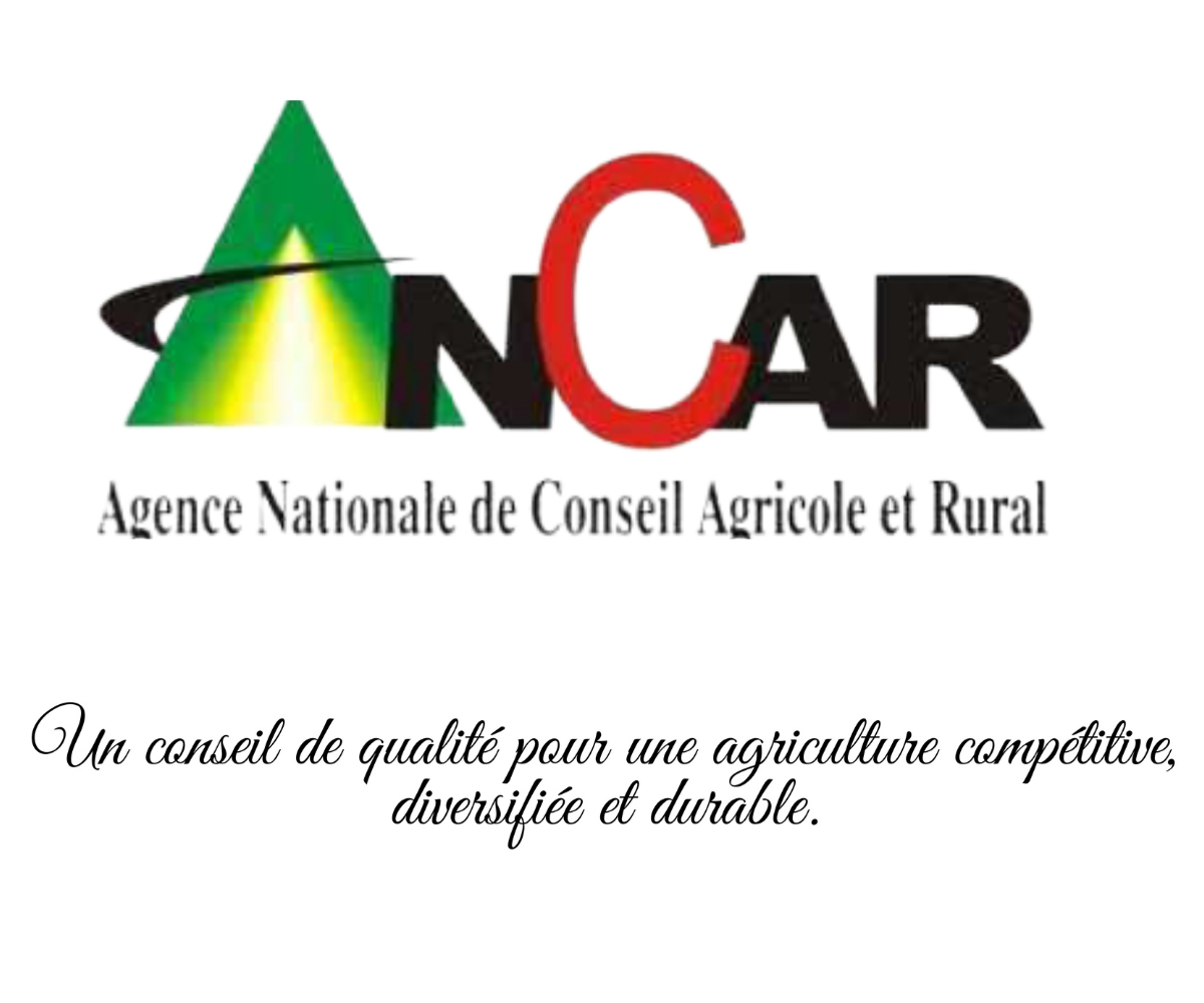 Les défis de l’ANCAR : Insuffisance de moyens et besoin de synergie