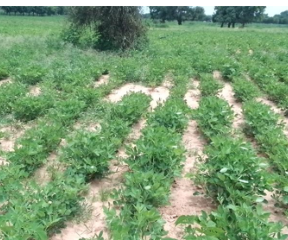 Saint-Louis : Déficit pluviométrique et impact sur l’agriculture…