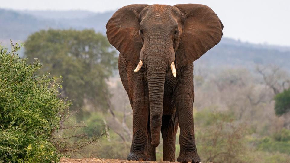 Zimbabwe : l’abattage de 200 éléphants face à la sécheresse