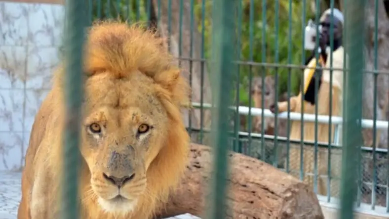 Zoo de Hann : Clarifications sur les Conditions de Vie des Lions