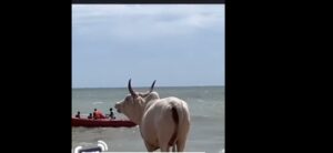 Naufrage au large de Mbour : Insolite, regardez ce que ce bœuf fait sur la plage devant les chercheurs