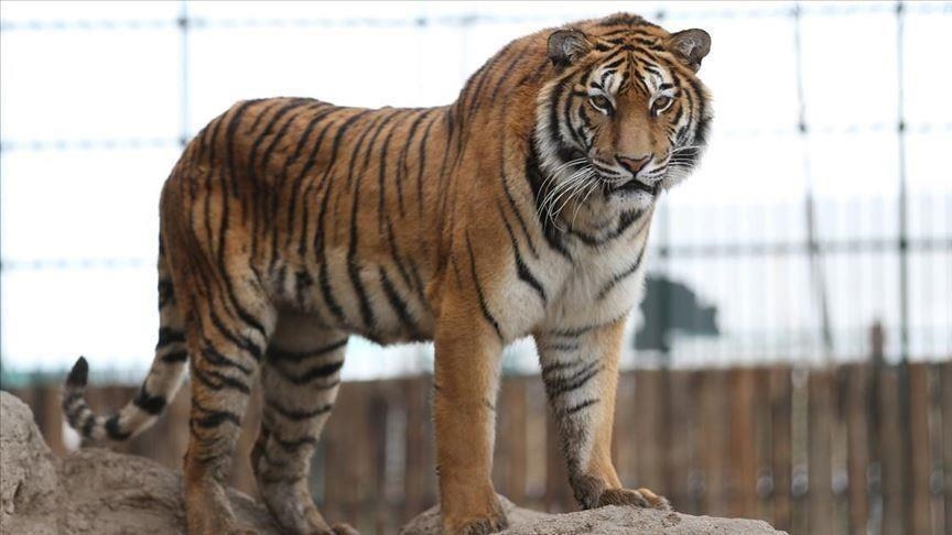 Au Vietnam : Des pertes massives de tigres dans les zoos à cause de la grippe aviaire