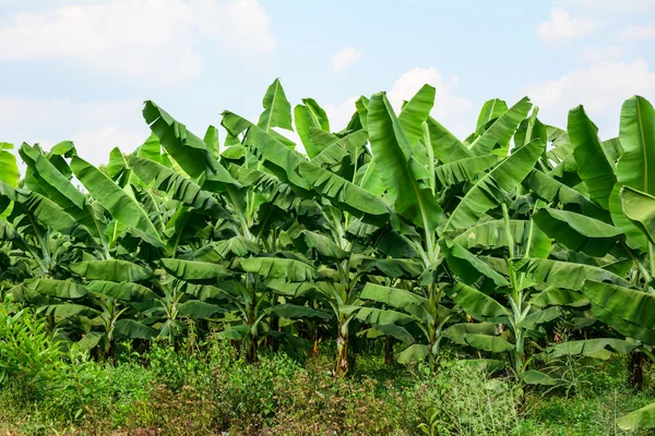 Crue du fleuve Gambie : catastrophe pour les bananeraies de Gouloumbou