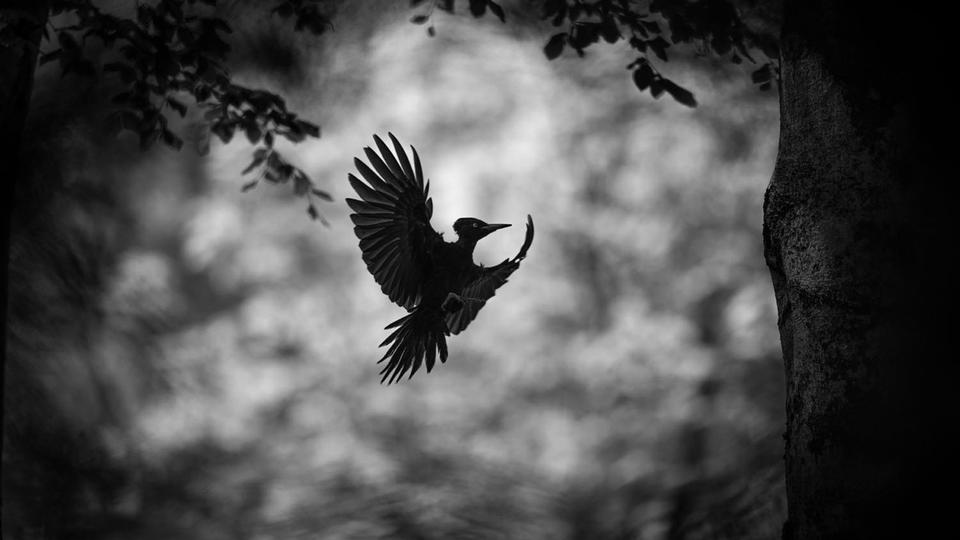 Espagne Triomphe au Concours Européen de Photographie Animalière 2024