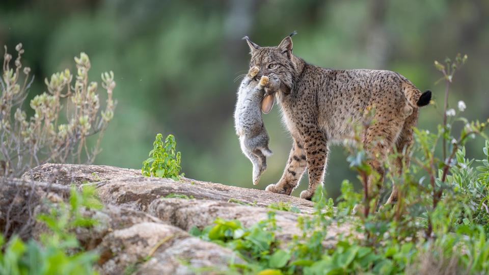 Espagne : le photographe Suédois Staffan Widstrand remporte le prix Rewilding Europe 2024