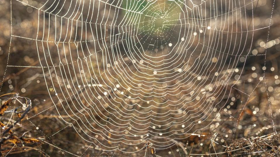 États-Unis : Des chercheurs conçoivent un lanceur de toile d’araignée inspiré de Spiderman